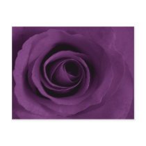Purple Rose of Artsy postcards