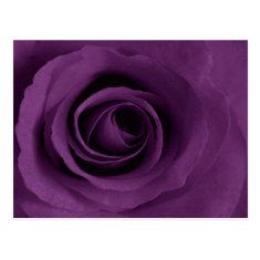 Purple Rose of Artsy Postcard