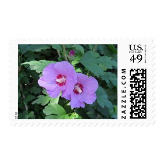 Purple Rose of Sharon Flowers Postage Stamps