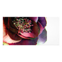Purple Rose Photo Cards photo cards