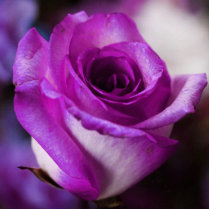 Purple Rose Photo Sculpture photo sculptures by WeddingsBest Purple Rose Photo Sculpture photo sculptures