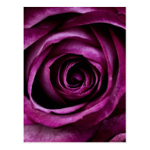 Purple Rose Post Cards