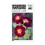 Purple Rose Postage Stamp