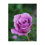 Purple Rose Postcard
