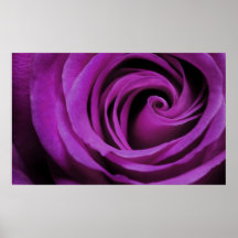 Purple Rose Poster