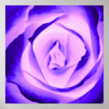 Purple Rose Poster