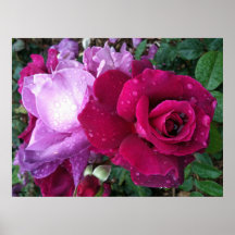 Purple Rose Poster