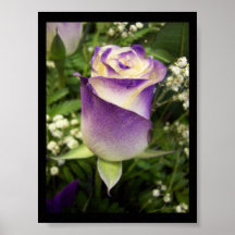 Purple rose poster