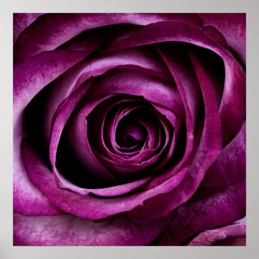 Purple Flower Posters, Purple Flower Prints, Art Prints, Poster Designs
