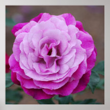 Purple Rose Poster