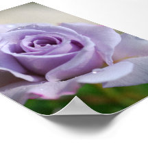 PURPLE ROSE POSTERS