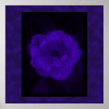 Purple Rose. With Black and Dark Purple. Poster