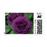 Purple Roses