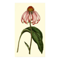 Purple Rubibeckia Flower posters