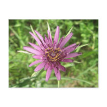 Purple Salsify Notes Card postcards