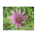 Purple Salsify Notes Card postcards