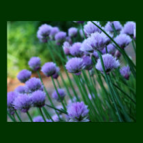 Purple Scallion FlowersPoster posters