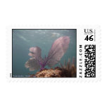 Purple Sea Fan Postage