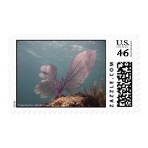 Purple Sea Fan Postage