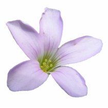 Purple Shamrock ~ ornament photo sculptures by Andy2302 Purple Shamrock ~ ornament photo sculptures