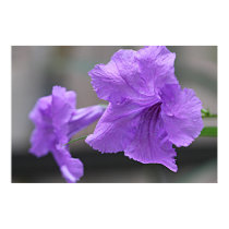 Purple Showers with Raindrops on Canvas Print