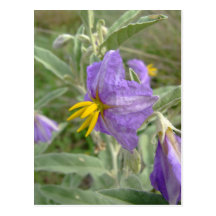 Purple silver-leaved nightshade flowers postcards