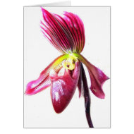 Purple slipper orchid flower against white back card