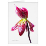 Purple slipper orchid flower against white back cards