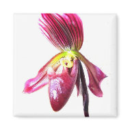 Purple slipper orchid flower against white back magnet