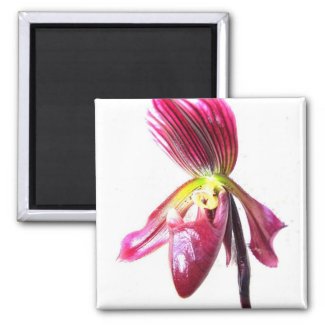 Purple slipper orchid flower against white back magnet