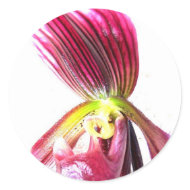 Purple slipper orchid flower against white back sticker