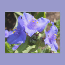 Purple Spiderwort postcard postcards