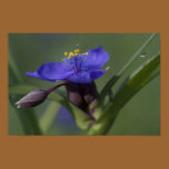 Purple Spiderwort Poster Print posters