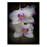 Purple Splash Post Card