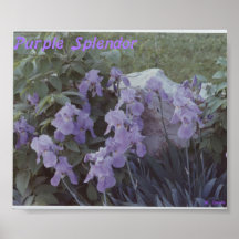 Purple Splendor Print