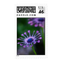 Purple Spoontip Daisy Flower postage