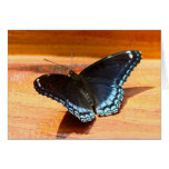 Purple Spotted Butterfly Greeting Card