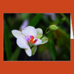 purple, lavender, dots, spots, spotted, orchid,