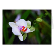 Purple Spotted Phalaenopsis Orchid Card
