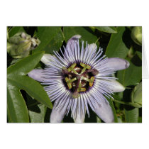 Purple Spring Flower cards