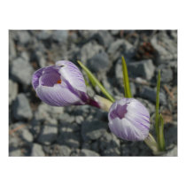 Purple Spring Photograph