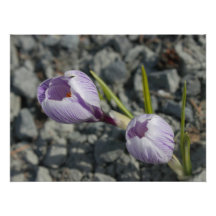 Purple Spring Photograph