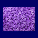 Purple Star Cereal postcards