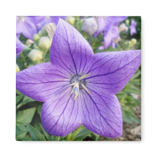 Purple Star magnet