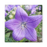 Purple Star Refrigerator Magnet