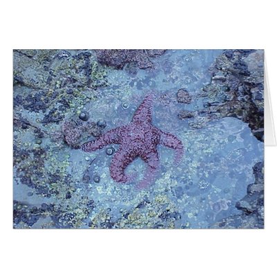 Purple Starfish Card by zazzle4u