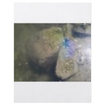 PURPLE STARFISH IN THE WATER FLYER