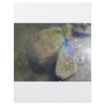 PURPLE STARFISH IN THE WATER flyers