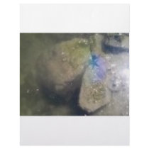 PURPLE STARFISH IN THE WATER LETTERHEAD