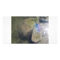 PURPLE STARFISH IN THE WATER PICTURE CARD